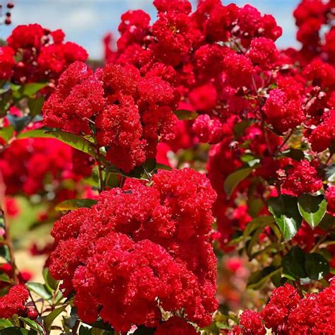Enhancing Your Garden with Ruffled Red Matic Crape Myrtle